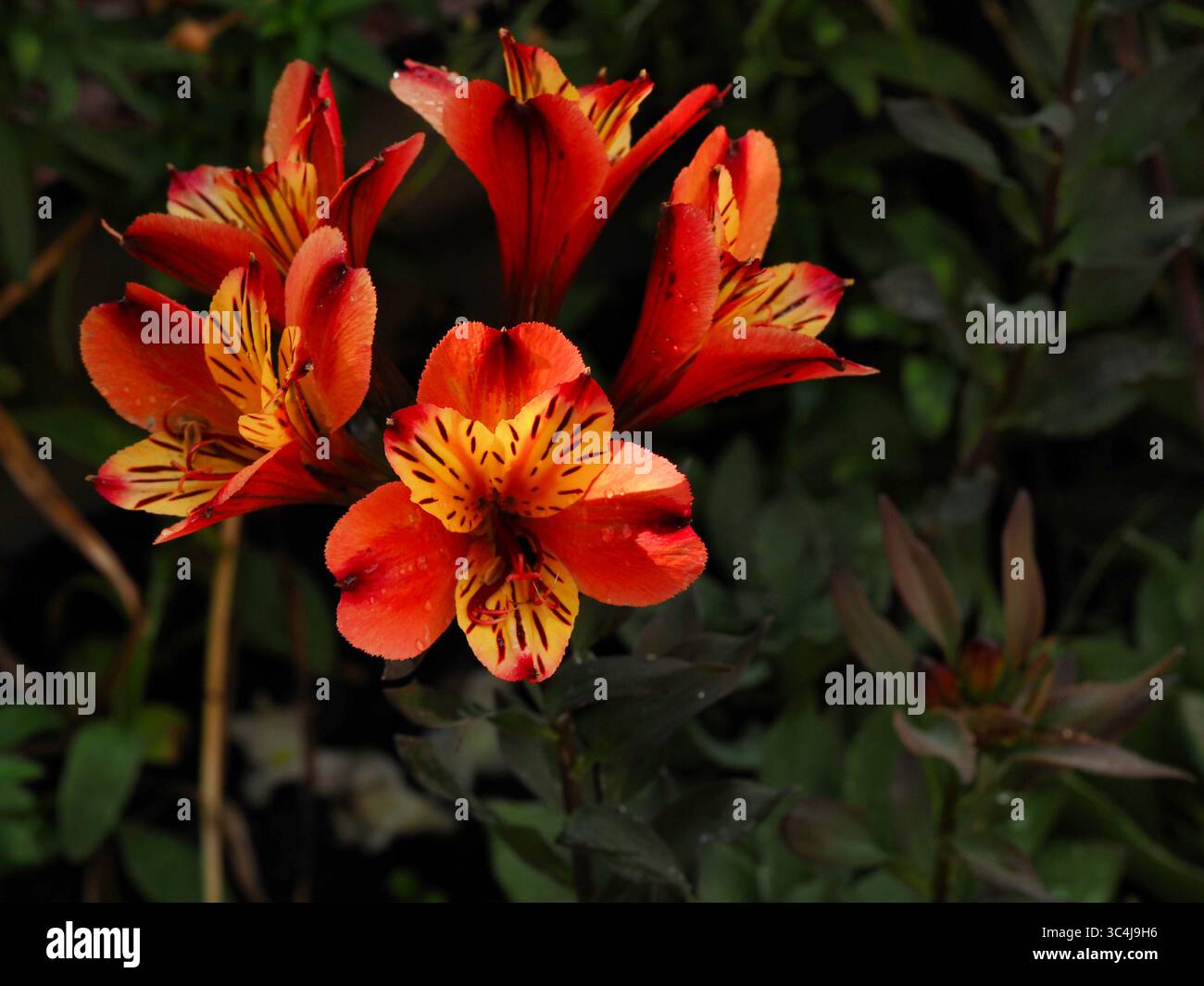 Fleurs d'alstromeria orange et jaune vives sur un feuillage vert luxuriant. Banque D'Images