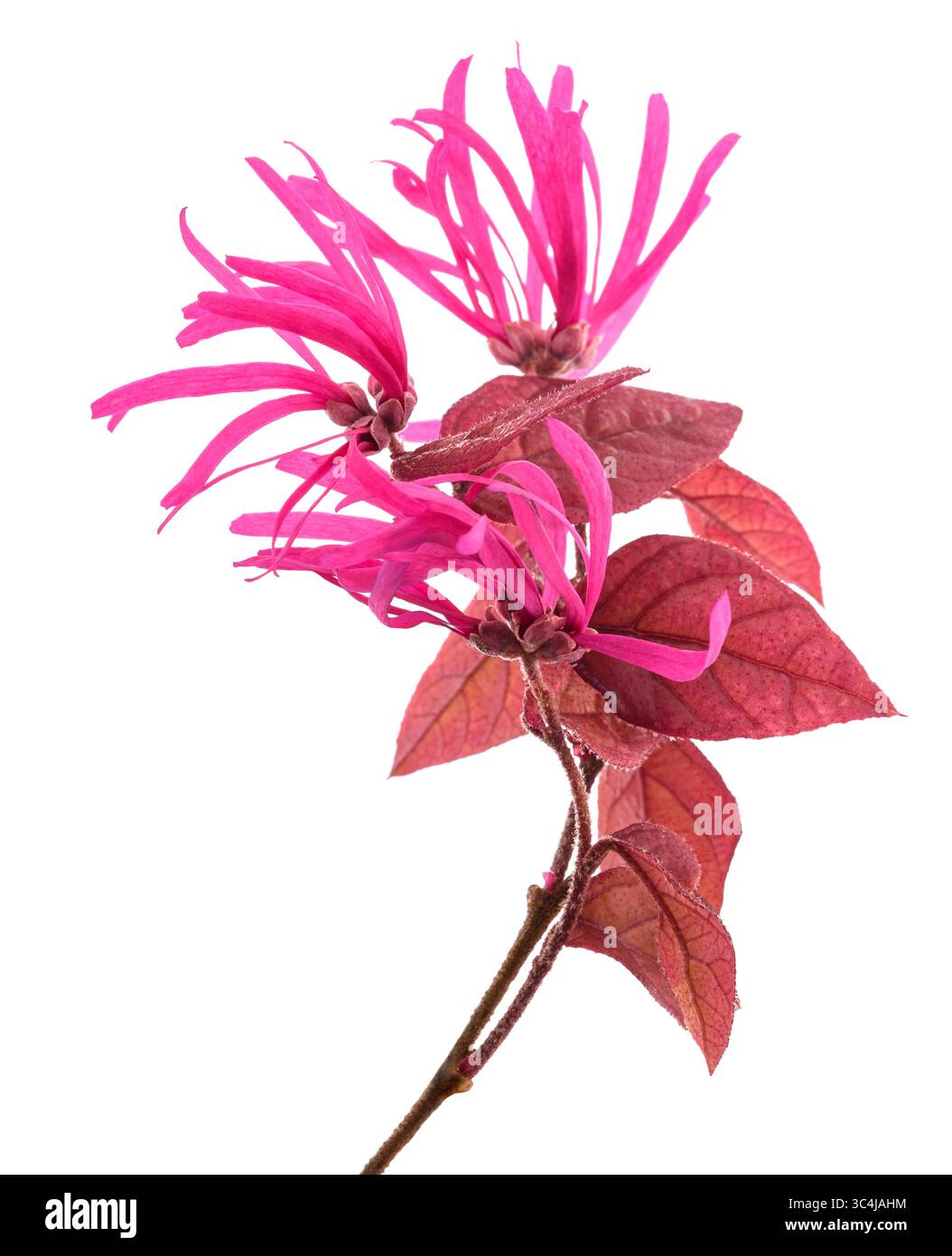 Fleur de frange isolée sur fond blanc Banque D'Images