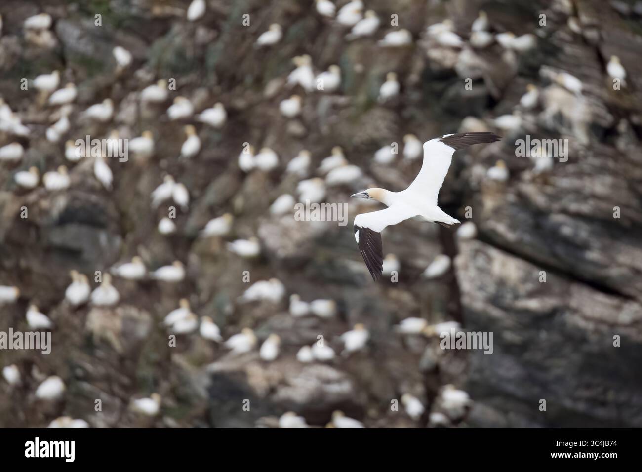 Northern Gannet en vol sur les Shetlands Ecosse Banque D'Images