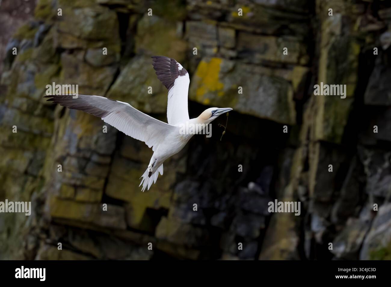 Débarquement de Northern Gannet sur les Shetlands en Écosse Banque D'Images