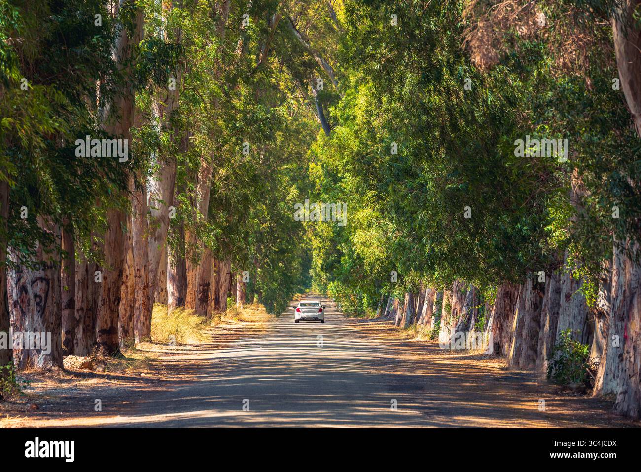 Voiture conduisant sous un tunnel d'arbres luxuriants dans une route forestière paisible Banque D'Images