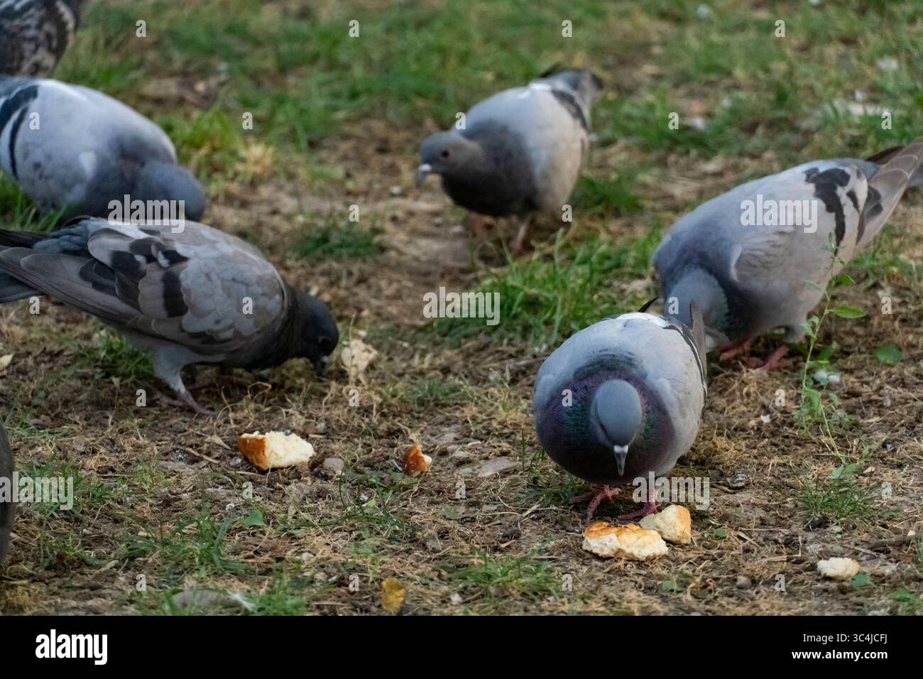 Un groupe de pigeons urbains picotant des miettes de pain sur une tache d'herbe et de saleté. Capture le comportement naturel des oiseaux en milieu urbain Banque D'Images