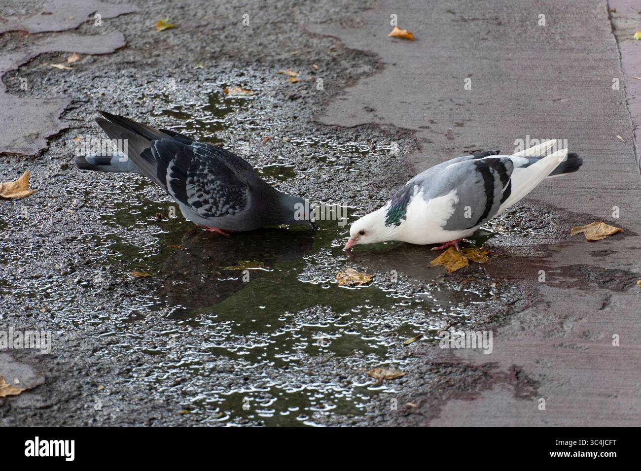 Deux pigeons buvant de l'eau d'une flaque sur un trottoir urbain humide. Un moment naturel de la faune de la ville capturé en détail Banque D'Images