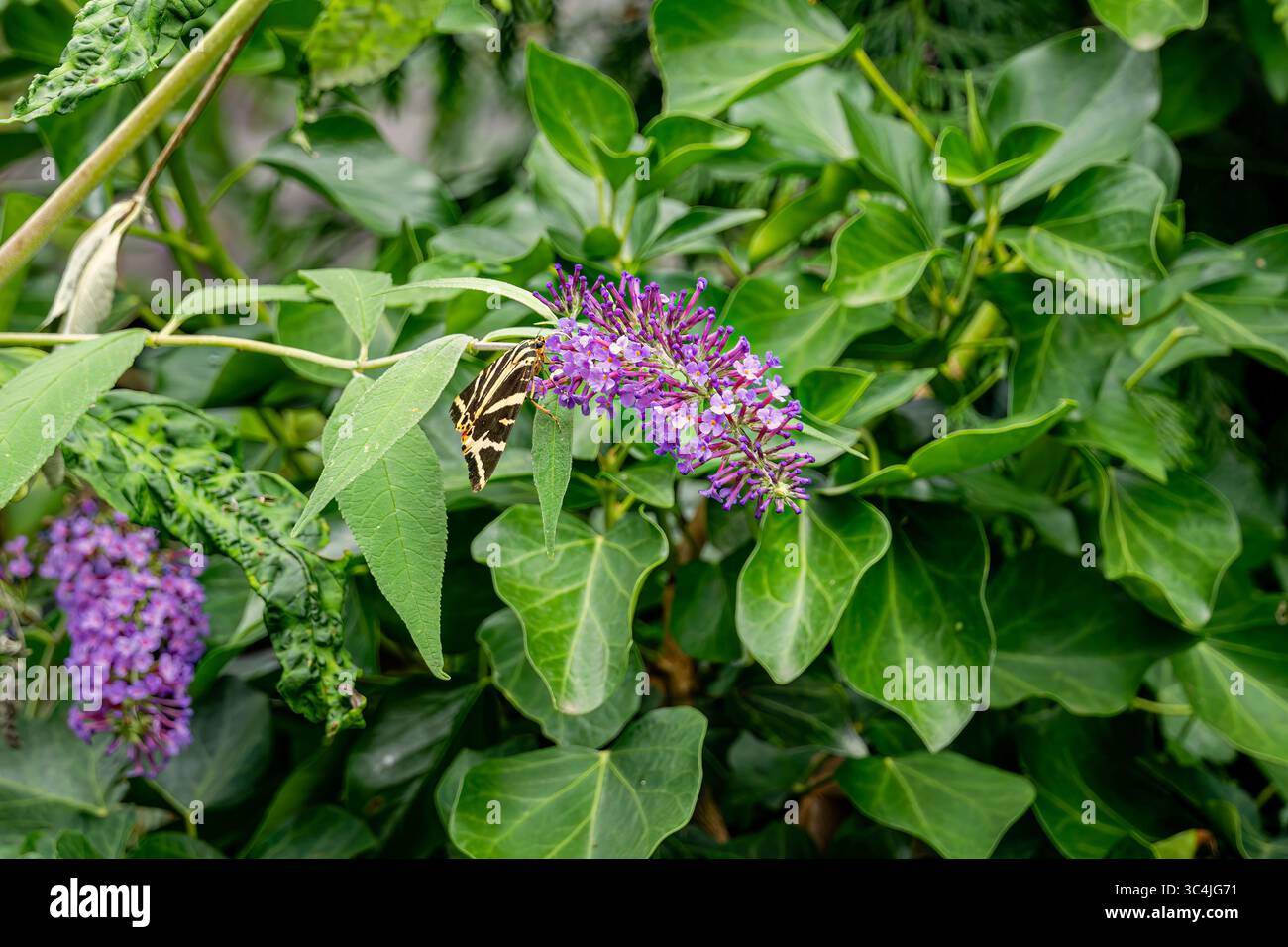 Teigne du Tigre Jersey (Euplagia quadripunctaria) se nourrissant d'une fleur de Bouddleja violette en été dans un jardin du Surrey, Royaume-Uni Banque D'Images
