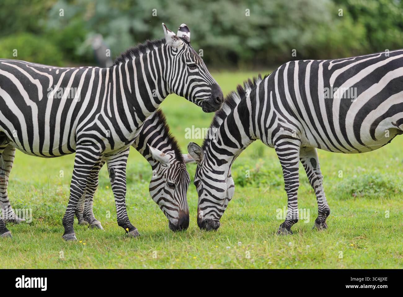 Trois zèbres de Grant (Equus quagga boehmi) paissent tête à tête dans un pré vert. Kenya Banque D'Images