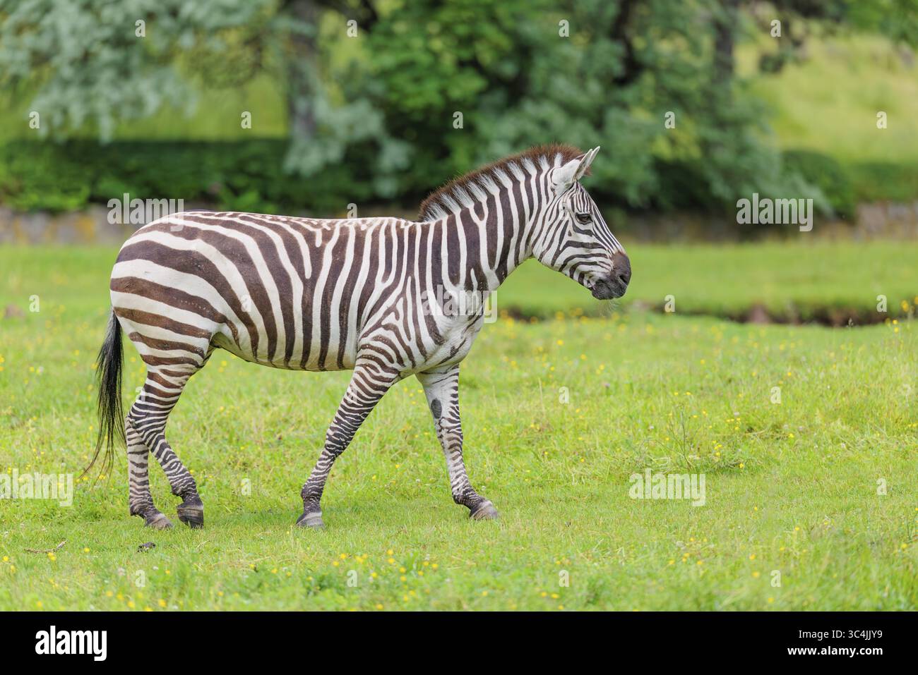 Un zèbre de Grant (Equus quagga boehmi) se dresse dans un pré vert. Kenya Banque D'Images