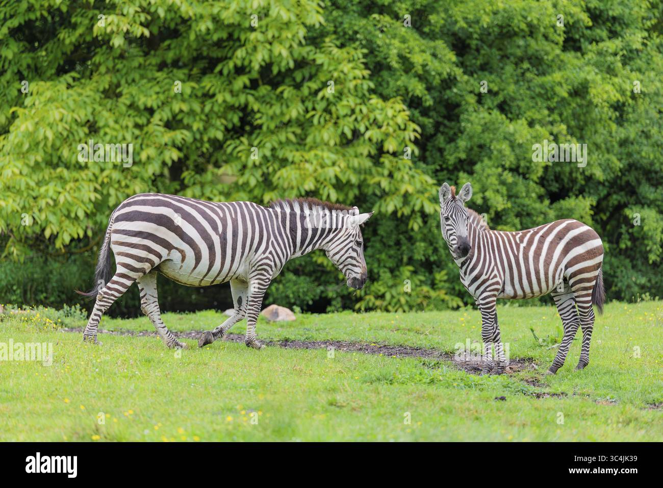 Deux zèbres de Grant (Equus quagga boehmi) traversent une prairie verdoyante. Kenya Banque D'Images