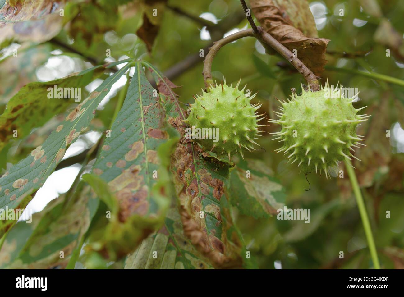 Châtaignier infesté, marronnier mineur (Cameraria ohridella), châtaignier commun (Aesculus hippocastanum), châtaignier, châtaignier, arbre Banque D'Images