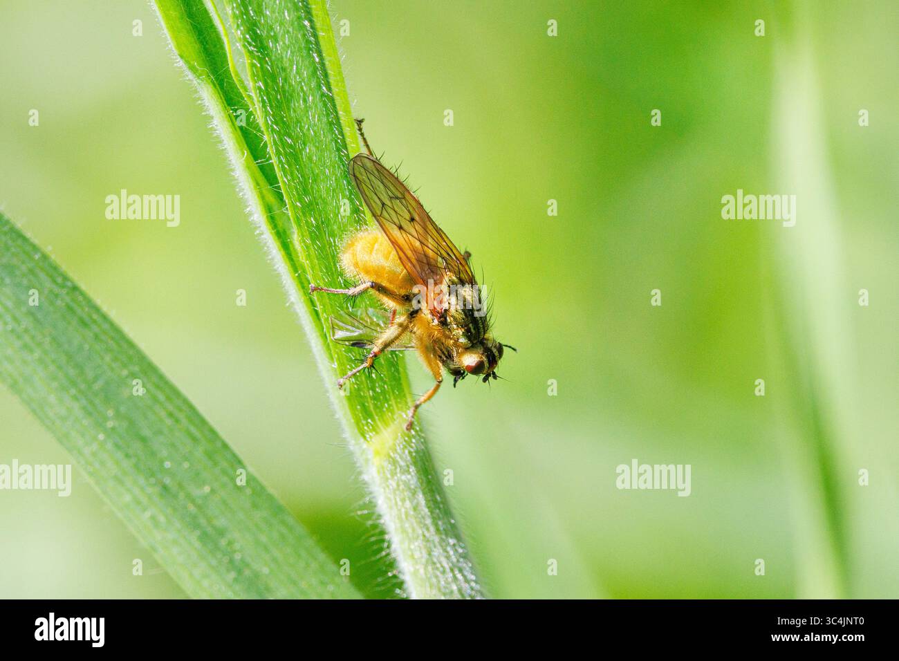Mouche jaune, mouche jaune, mouche dorée (Scathophaga stercoraria), alimentation des mouches capturées, Allemagne, Bavière Banque D'Images