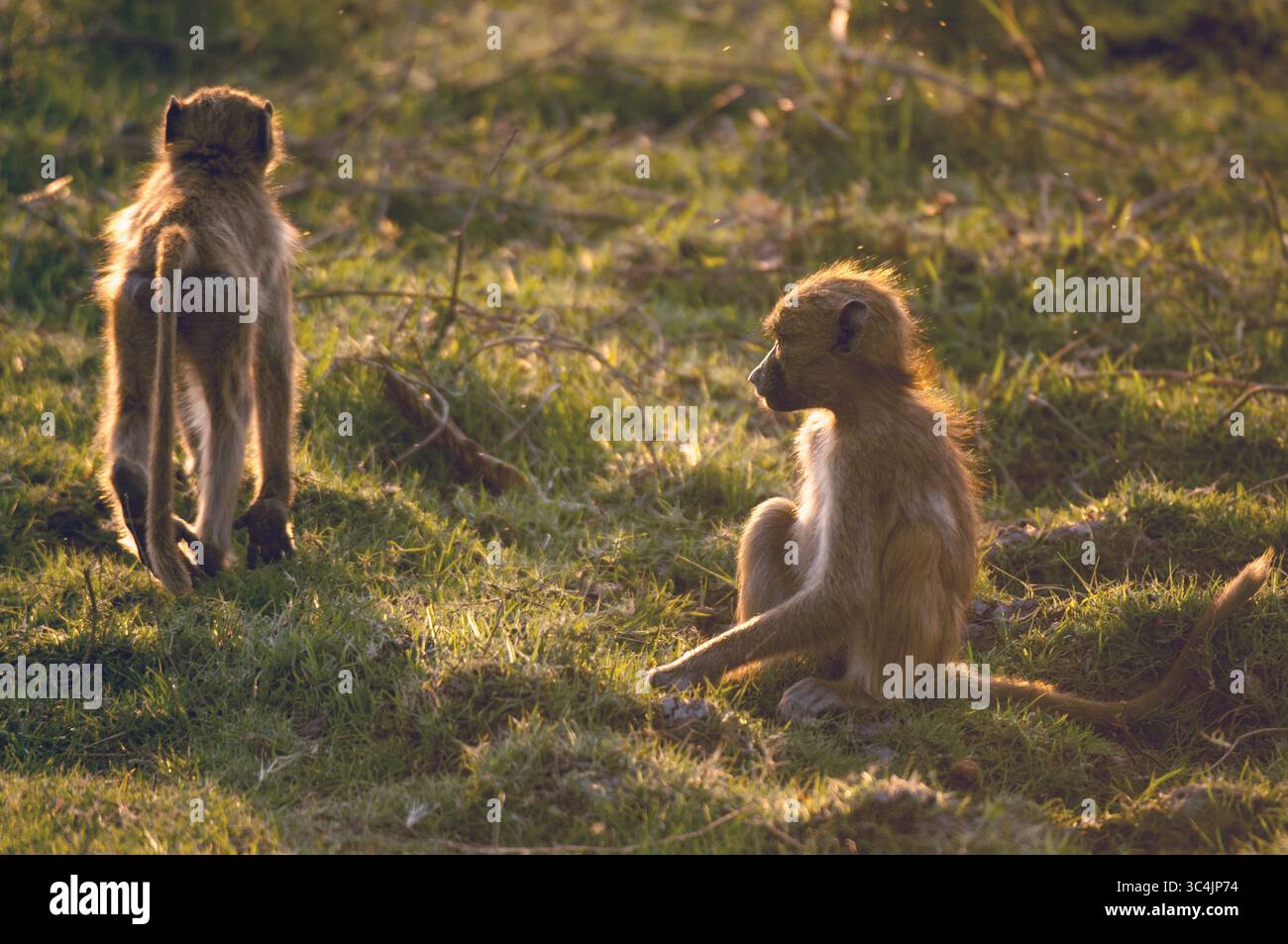Babouin Chacma, babouin anubius, babouin olive (Papio ursinus, Papio cynocephalus ursinus), paire de babouins chacma au soleil doré, Botswana, Chobe Na Banque D'Images
