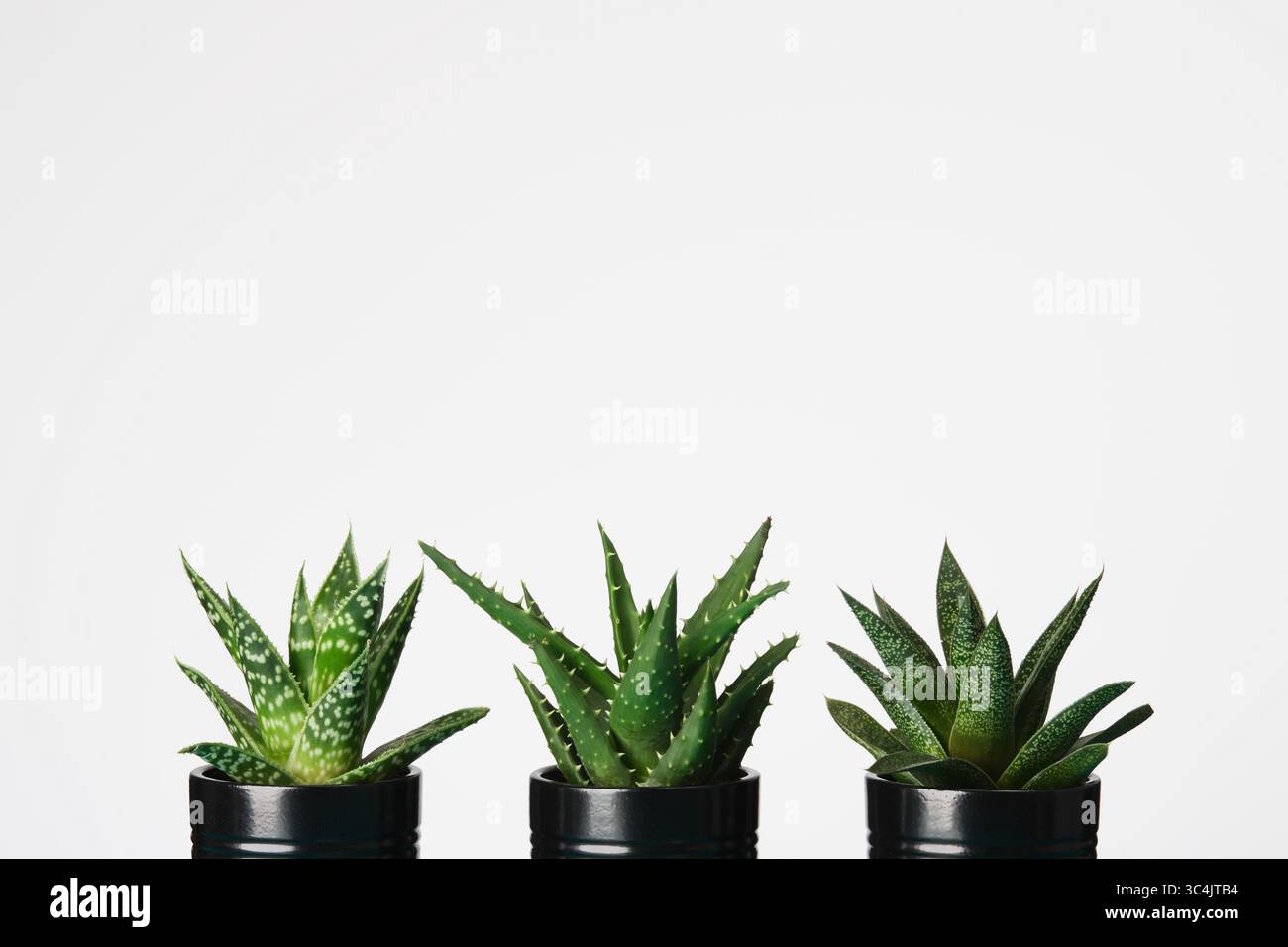Trois plantes succulentes en pot dans des pots noirs sur fond blanc. Espace pour votre texte. Banque D'Images