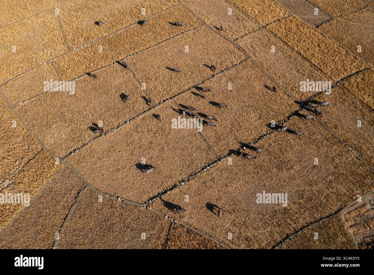 Vue aérienne du bétail en pâturage sur les champs secs et dorés, sectionnés par des murs de pierre rugueuse, projetant de longues ombres sous le ciel clair, Teknaf, Chittago Banque D'Images