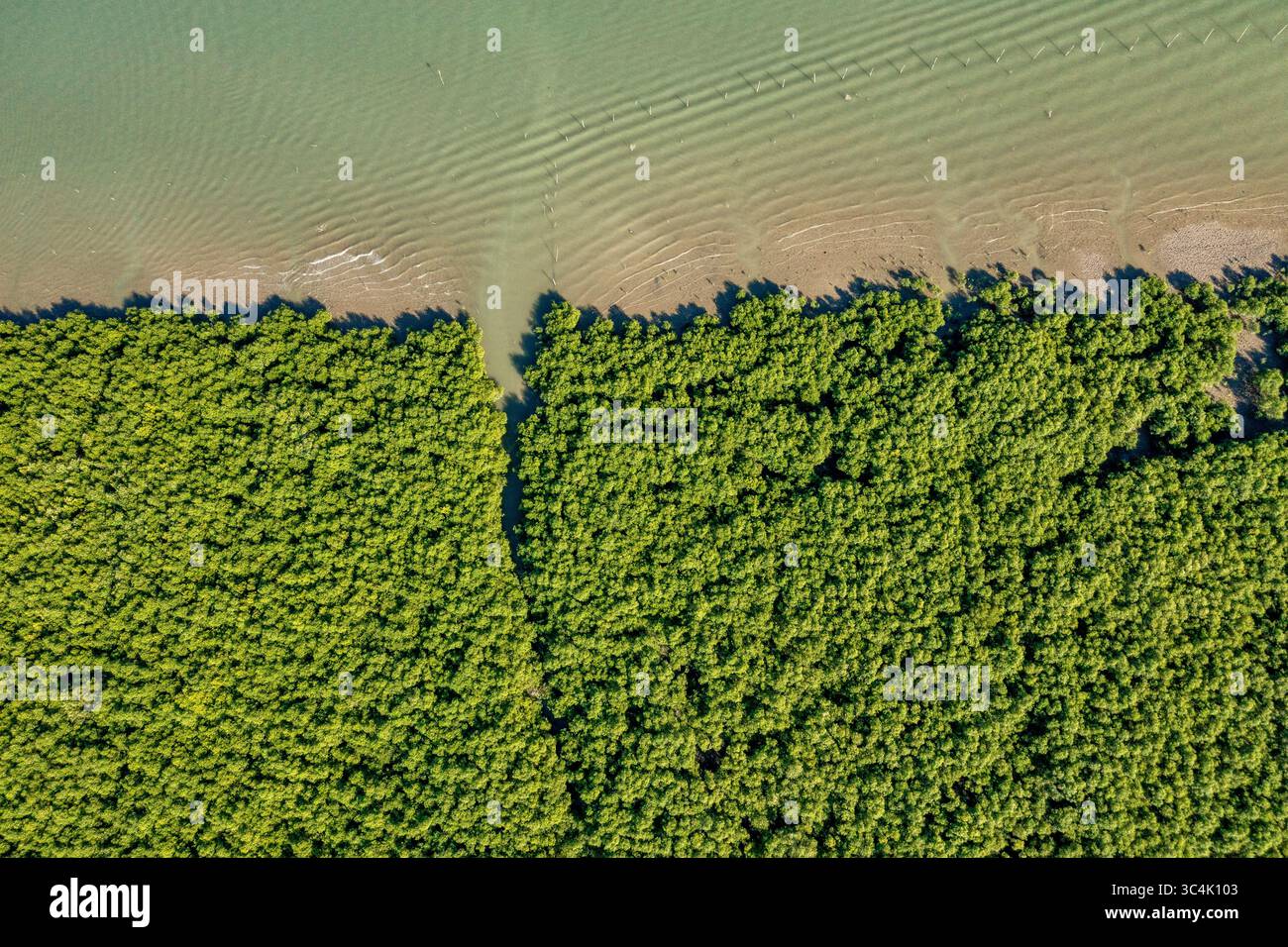 Vue aérienne de la forêt de mangroves verdoyantes contrastant avec l'eau turquoise pâle et le rivage sablonneux, Teknaf, Chittagong Division, Bangladesh. Banque D'Images