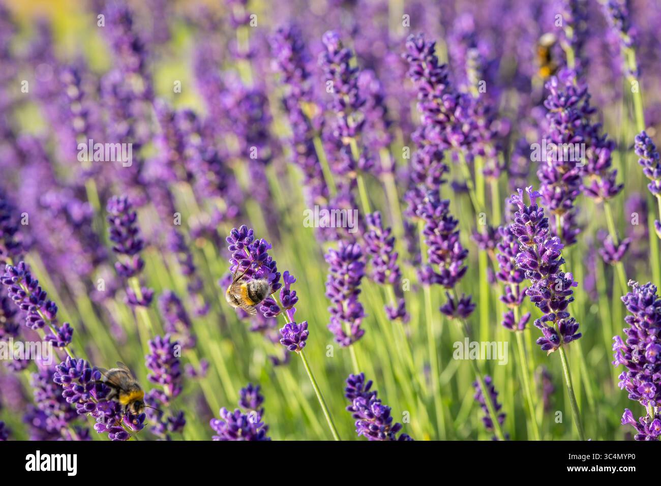 Bourdon à queue blanche (Bombus lucorum) sur des fleurs de lavande (Lavandula) dans un champ. Gros plan de Lavandula angustifolia. Papier peint. Banque D'Images