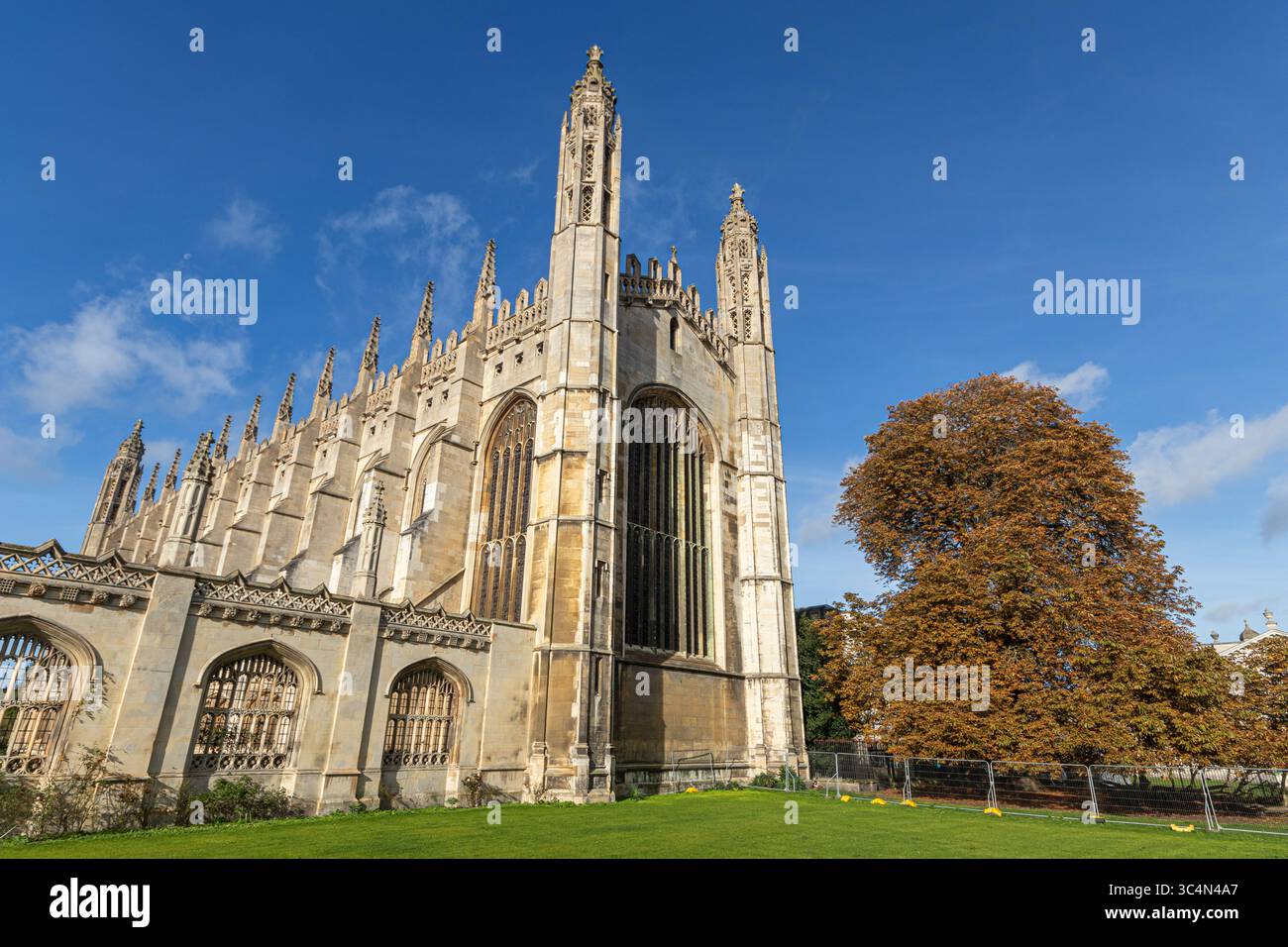 Cambridge, Angleterre. Façade est gothique perpendiculaire de la chapelle King's College, encadrée par le grand châtaignier (Aesculus hippocastanum) growin Banque D'Images