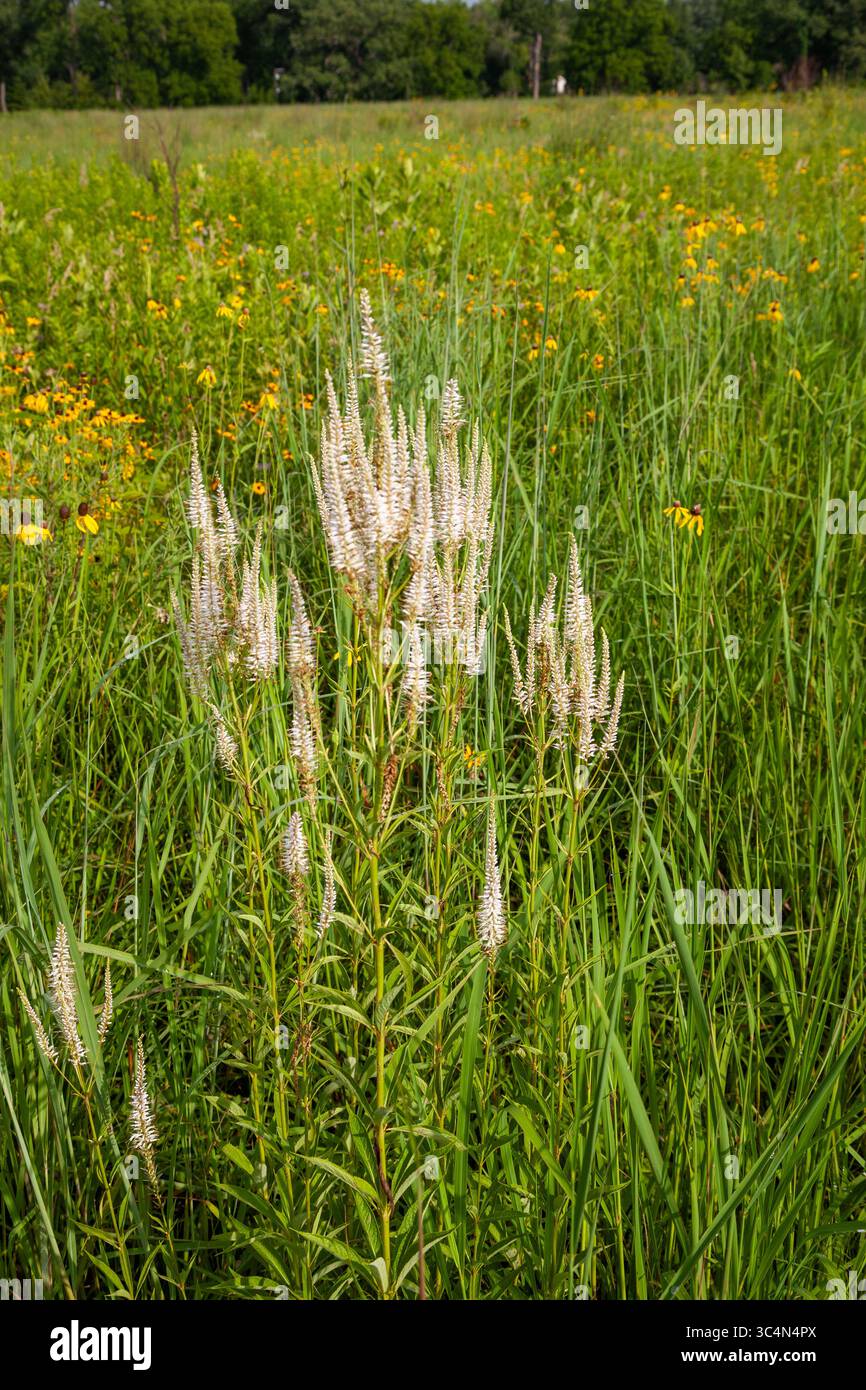 L'épi de fleur blanche de la racine de Culvers dans une prairie indigène. Banque D'Images