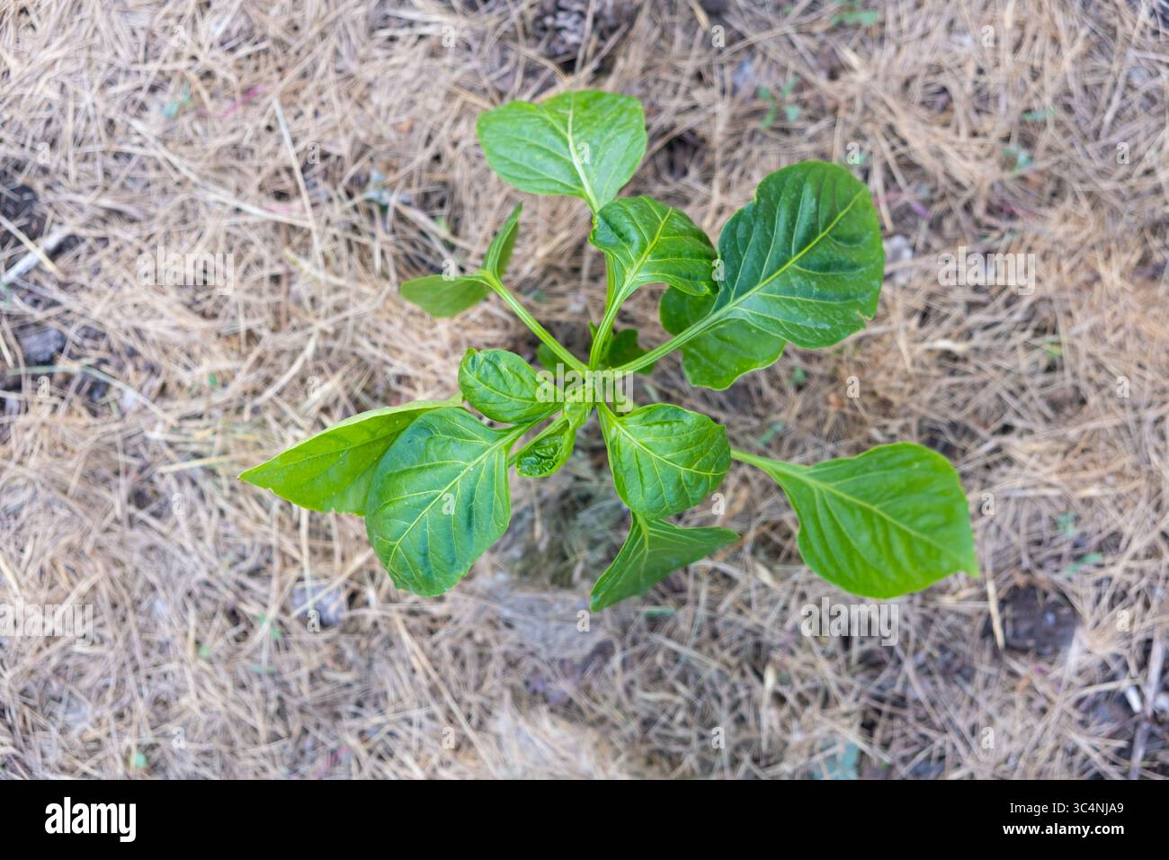 Pailler la terre arable sur un lit de légumes avec de l'herbe tondue de la pelouse. production d'engrais organique biohumus. Érosion terrestre Banque D'Images