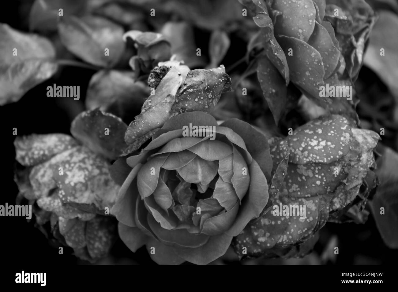 Roses noires et blanches : la saine émerge d'un buisson d'autres personnes atteintes d'une maladie. Banque D'Images