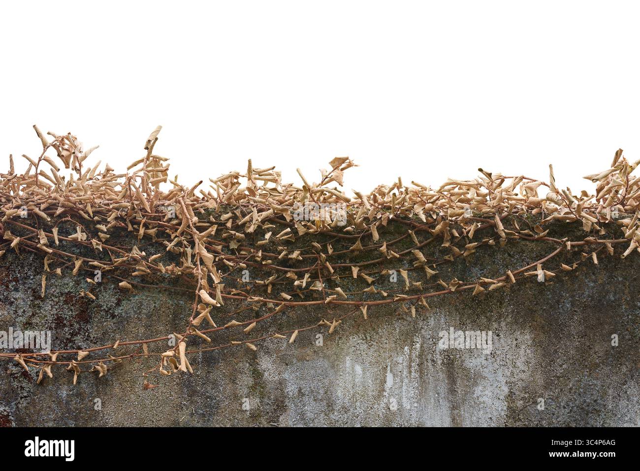 mur de béton surmonté d'une couche dense de vignes végétales séchées fond blanc isolé, pourriture naturelle de la végétation sur la structure en ciment Banque D'Images