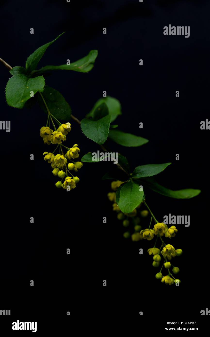 épine-vinette commune à floraison jaune ou épine-vinette européenne (berberis vulgaris) trouvée dans la vallée de la rivière lech en autriche Banque D'Images