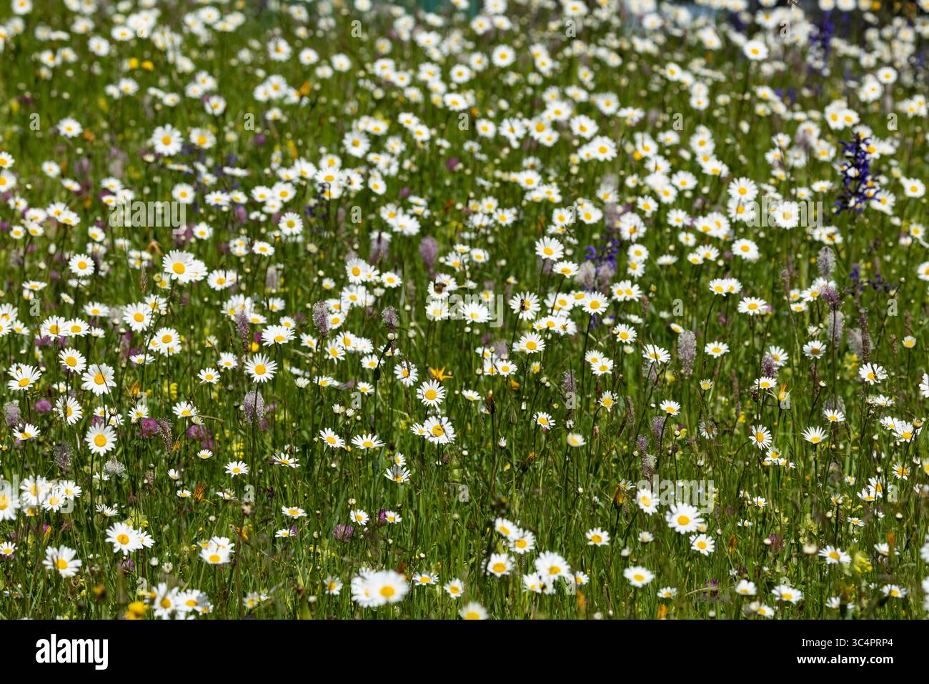 une prairie pleine de marguerite de bœuf, marguerite de chien ou marguerite (leucanthemum vulgare) trouvée dans la vallée de la rivière lech en autriche Banque D'Images