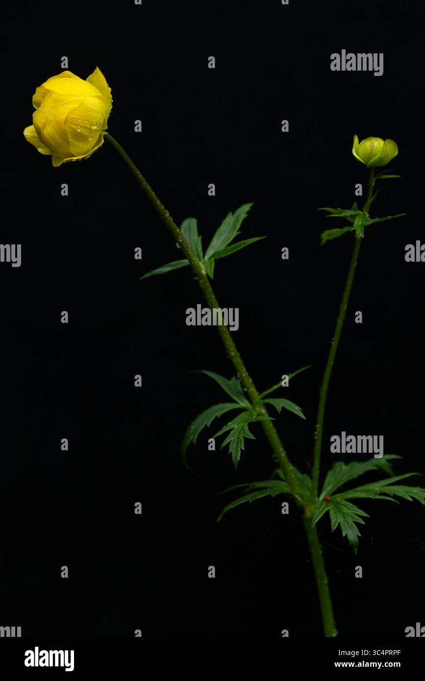 fleur jaune (trollius europaeus) trouvée dans la vallée de la rivière lech en autriche Banque D'Images fleur jaune (trollius europaeus) trouvée dans la vallée de la rivière lech en autriche Banque D'Images