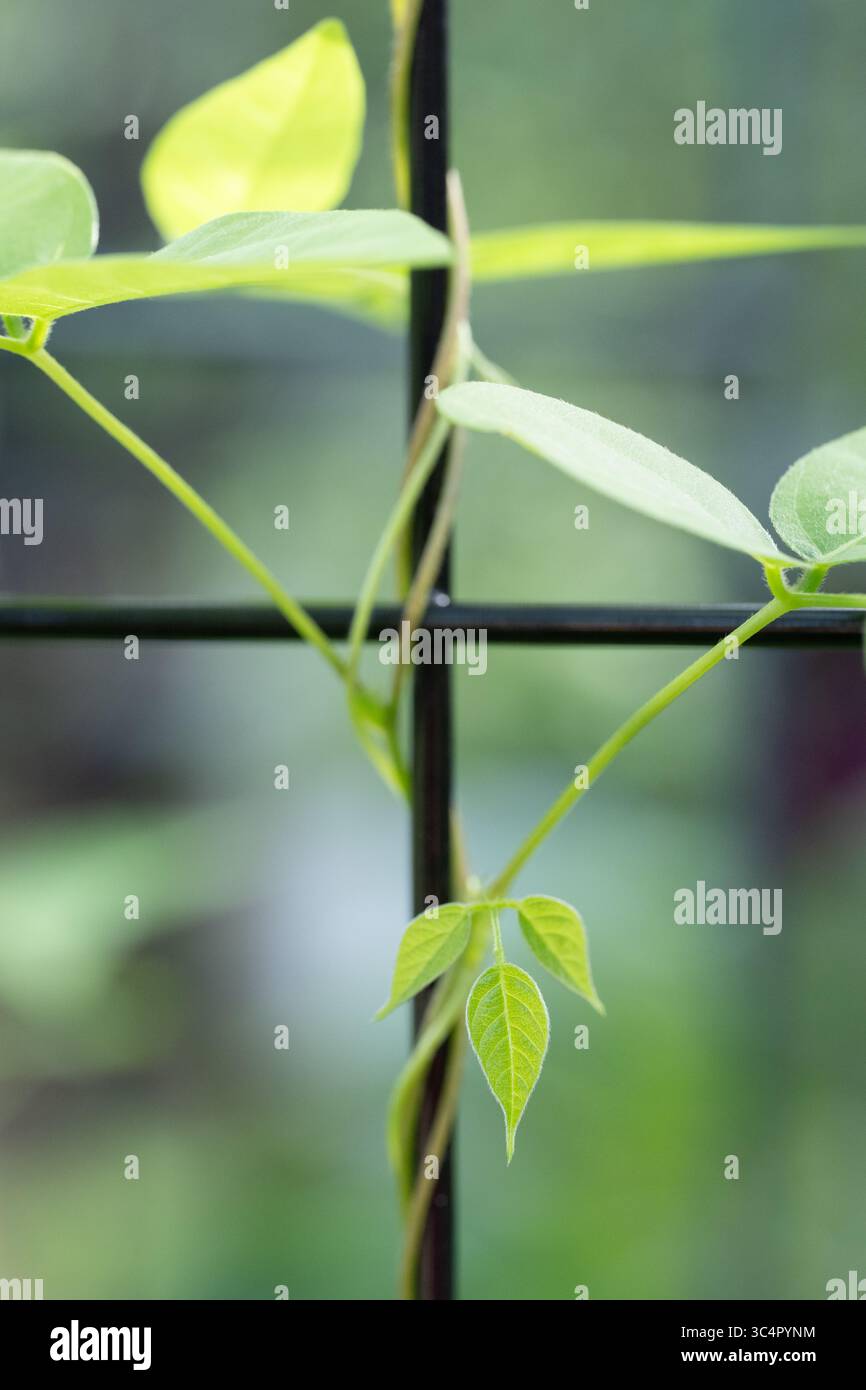 Apos americana, arachide américaine, est une plante de vinification de la famille des haricots qui est cultivée pour ses tubercules. Banque D'Images