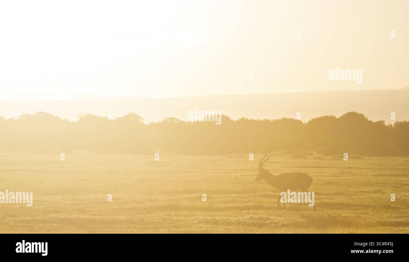 Vue d'une antilope solitaire silhouette contre l'étendue dorée de la savane africaine au lever du soleil, projetant une lueur chaude sur les plaines ouvertes, Nanyuki, comté de Laikipia, Kenya. Banque D'Images
