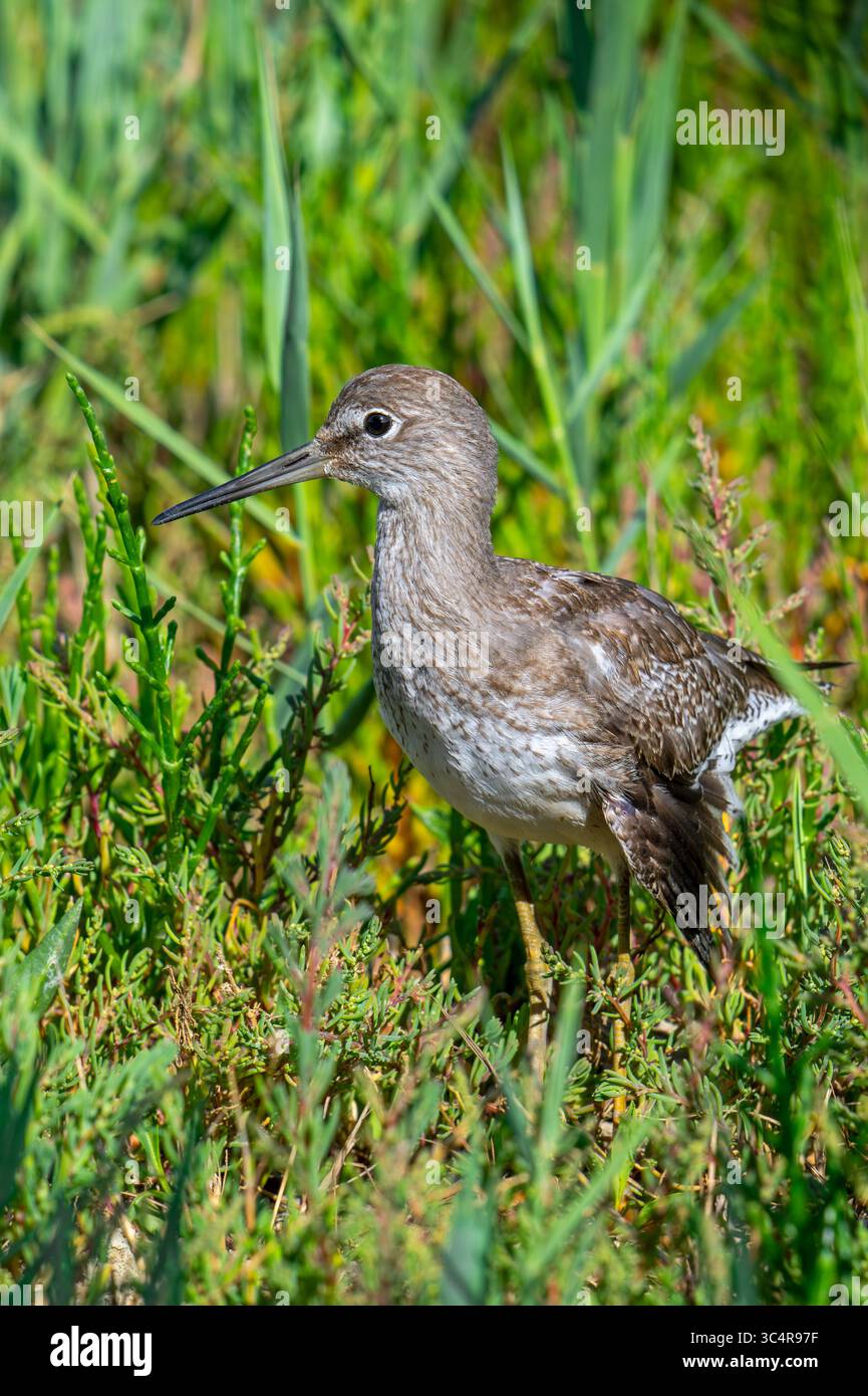 Juvénile blessé de roussard commun (Tringa totanus) avec aile cassée se cachant dans la végétation d'armoise verrière dans les marais salants côtiers / marais salants en été Banque D'Images