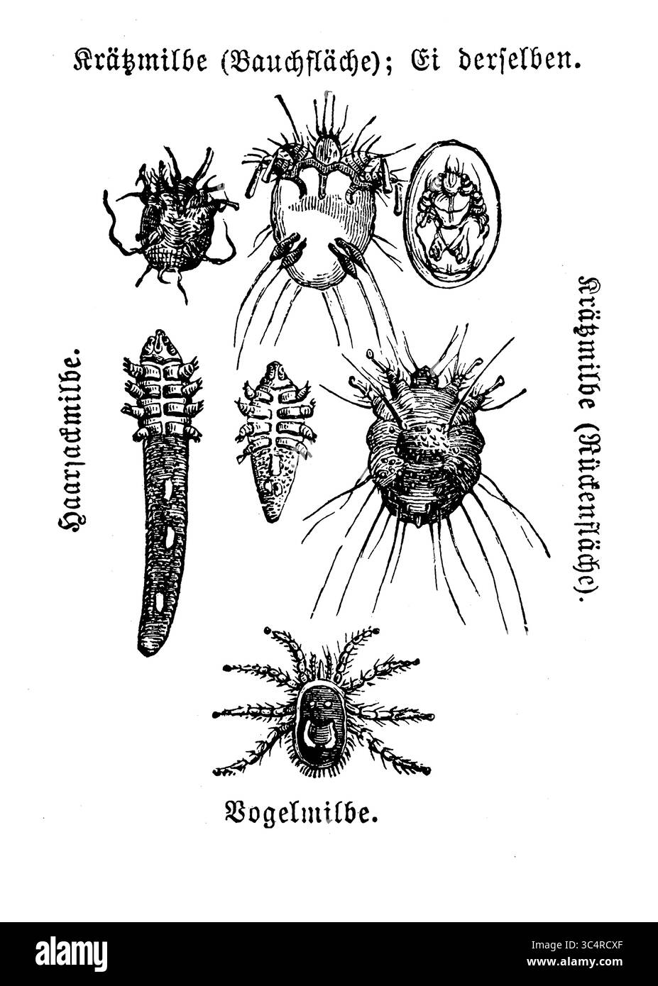 Parasites : acariens parasite, tique et une variété d'acariens, gravure du 19ème siècle Banque D'Images