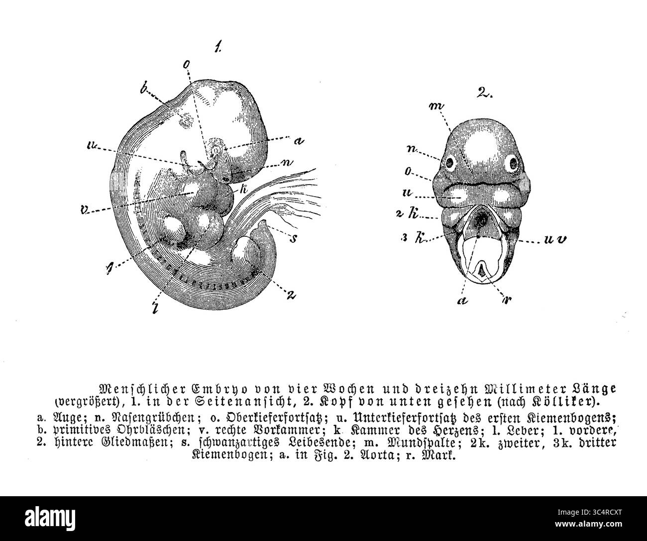 Embryon humain de quatre semaines 13 mm de longueur agrandie, vue latérale et tête vues de dessous, gravure du XIXe siècle Banque D'Images Embryon humain de quatre semaines 13 mm de longueur agrandie, vue latérale et tête vues de dessous, gravure du XIXe siècle Banque D'Images