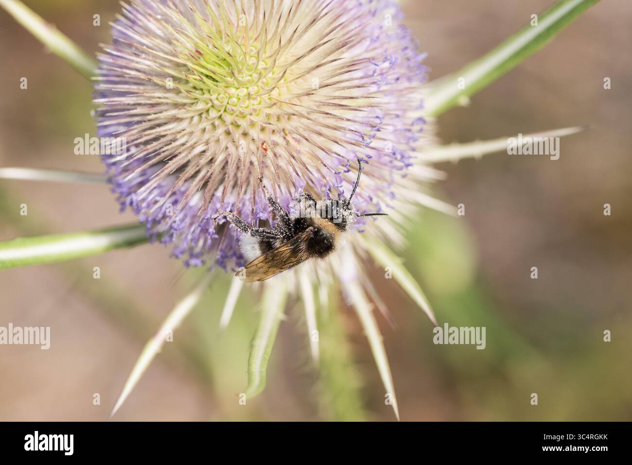 Une abeille à queue blanche (Bombus sp, et probablement l'une des Cuckoo Bumble Bees sous-genre Psithyrus) sur Chobham Common, Surrey Banque D'Images