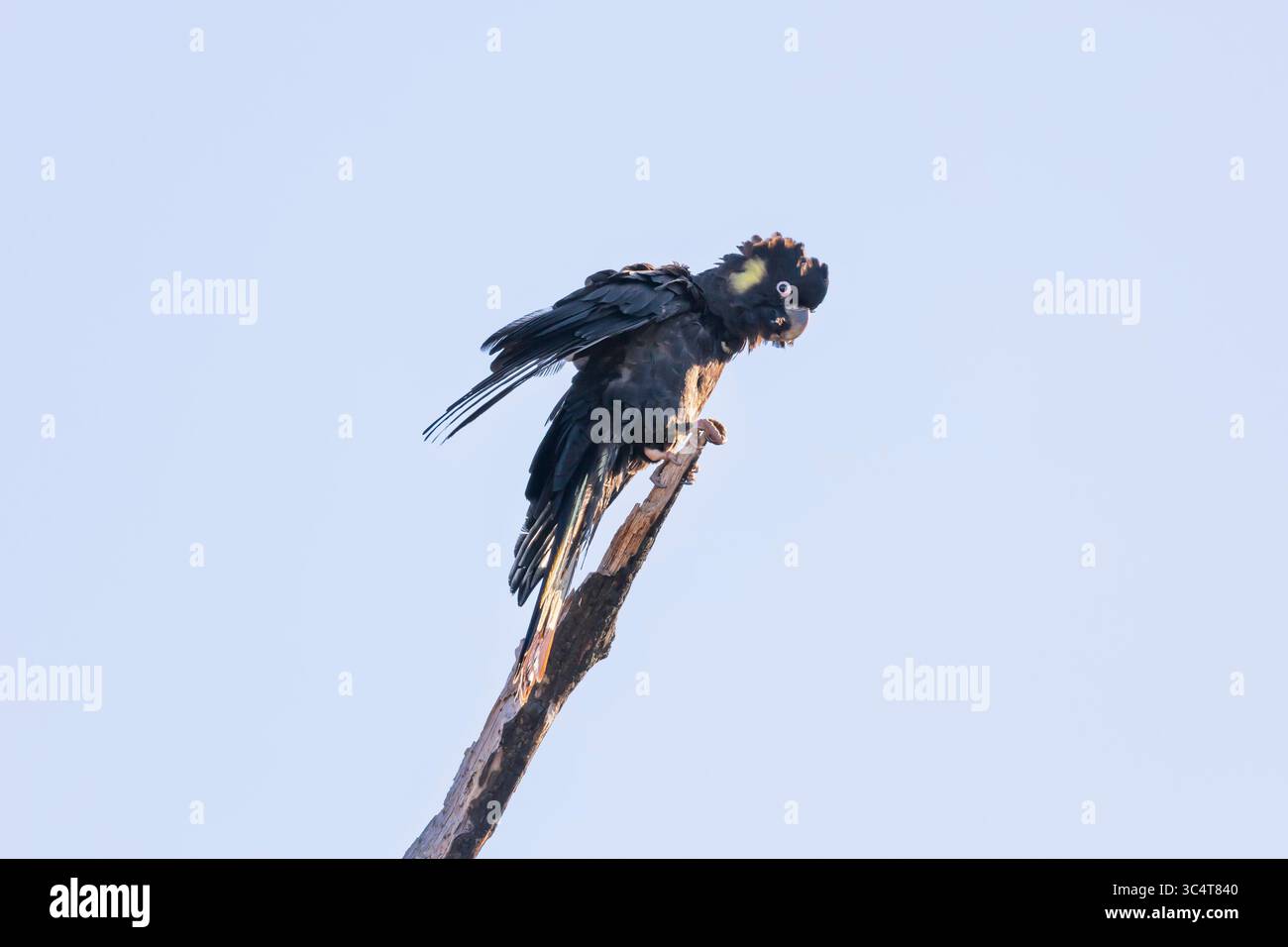 Photographie d'un Cockatoo noir à queue jaune assis sur une branche d'arbre et préparant leurs plumes dans les Blue Mountains en Nouvelle-Galles du Sud, Australie. Banque D'Images