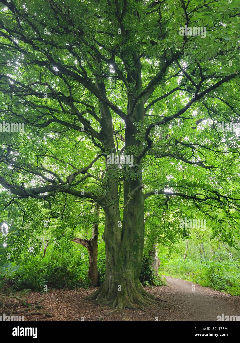 Un arbre majestueux aux branches tentaculaires et aux feuilles vertes luxuriantes se dresse à côté d'un paisible chemin boisé - Image de stock capturée avec un smartphone