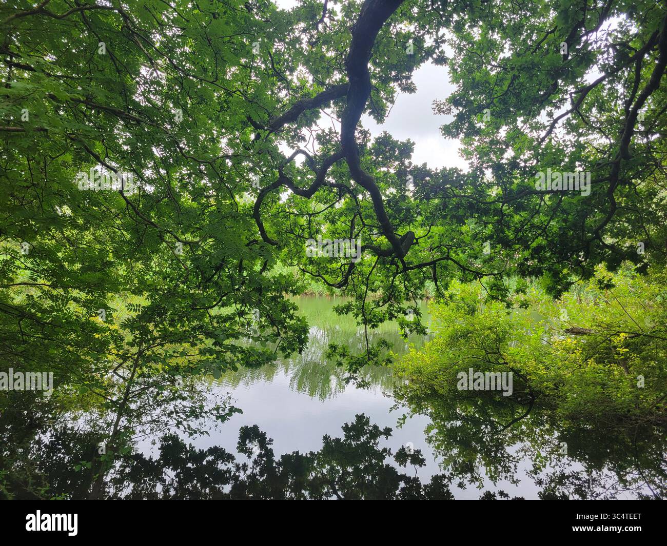 Scène boisée paisible avec un feuillage vert luxuriant et des branches de tee-shirt en surplomb reflétées dans un lac calme - Image de stock capturée avec un smartphone