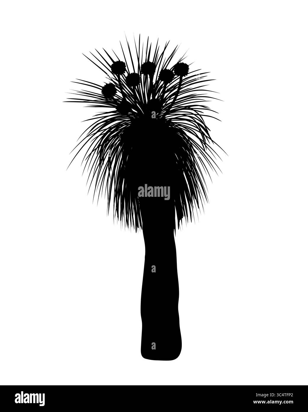 Silhouette Kingia australis arbre avec illustration isolée de vecteur de fleur. L'arbre Bullanock Grass en fleur, flore endémique australienne indigène Illustration de Vecteur Silhouette Kingia australis arbre avec illustration isolée de vecteur de fleur. L'arbre Bullanock Grass en fleur, flore endémique australienne indigène Illustration de Vecteur