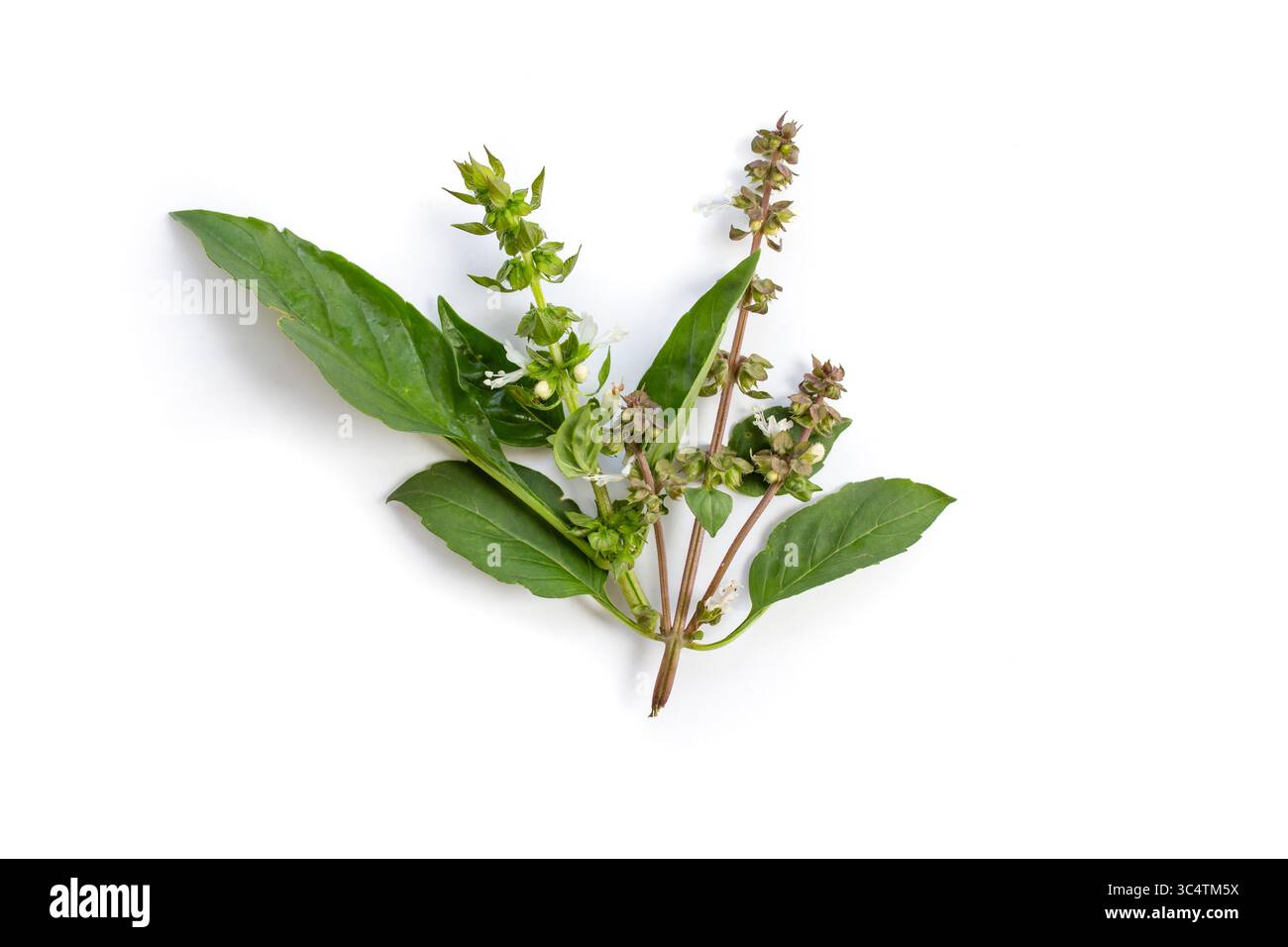 Fleurs de basilic sacré, gros plan isolé sur blanc Banque D'Images