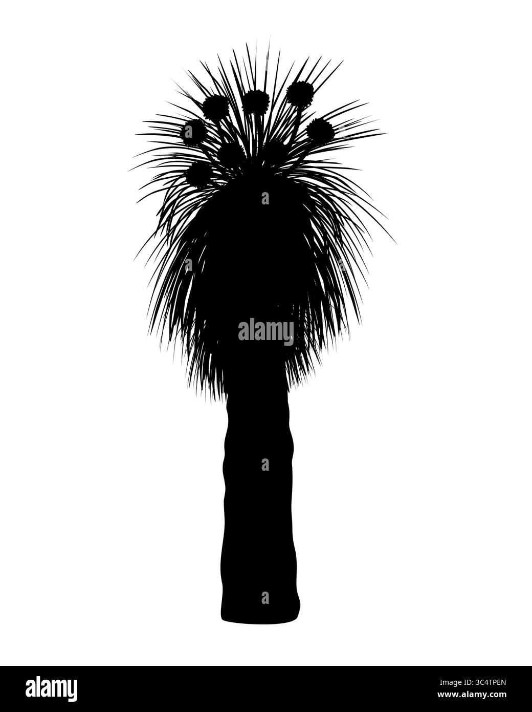 Silhouette Kingia australis arbre avec illustration isolée de vecteur de fleur. L'arbre Bullanock Grass en fleur, flore endémique australienne indigène Illustration de Vecteur Silhouette Kingia australis arbre avec illustration isolée de vecteur de fleur. L'arbre Bullanock Grass en fleur, flore endémique australienne indigène Illustration de Vecteur