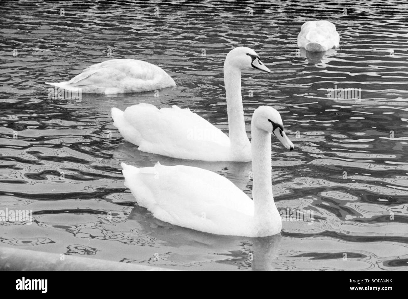 4 cygnes Overbos Hoofddorp, oiseaux, Hoofddorp, pays-Bas, 02-04-1987 Whizgle News, Dutch Desk, pays-Bas, 1950-2000 deux cygnes élégants glissent gracieusement sur l'eau, leurs reflets scintillant à la surface aux côtés de quelques autres cygnes en arrière-plan. Banque D'Images