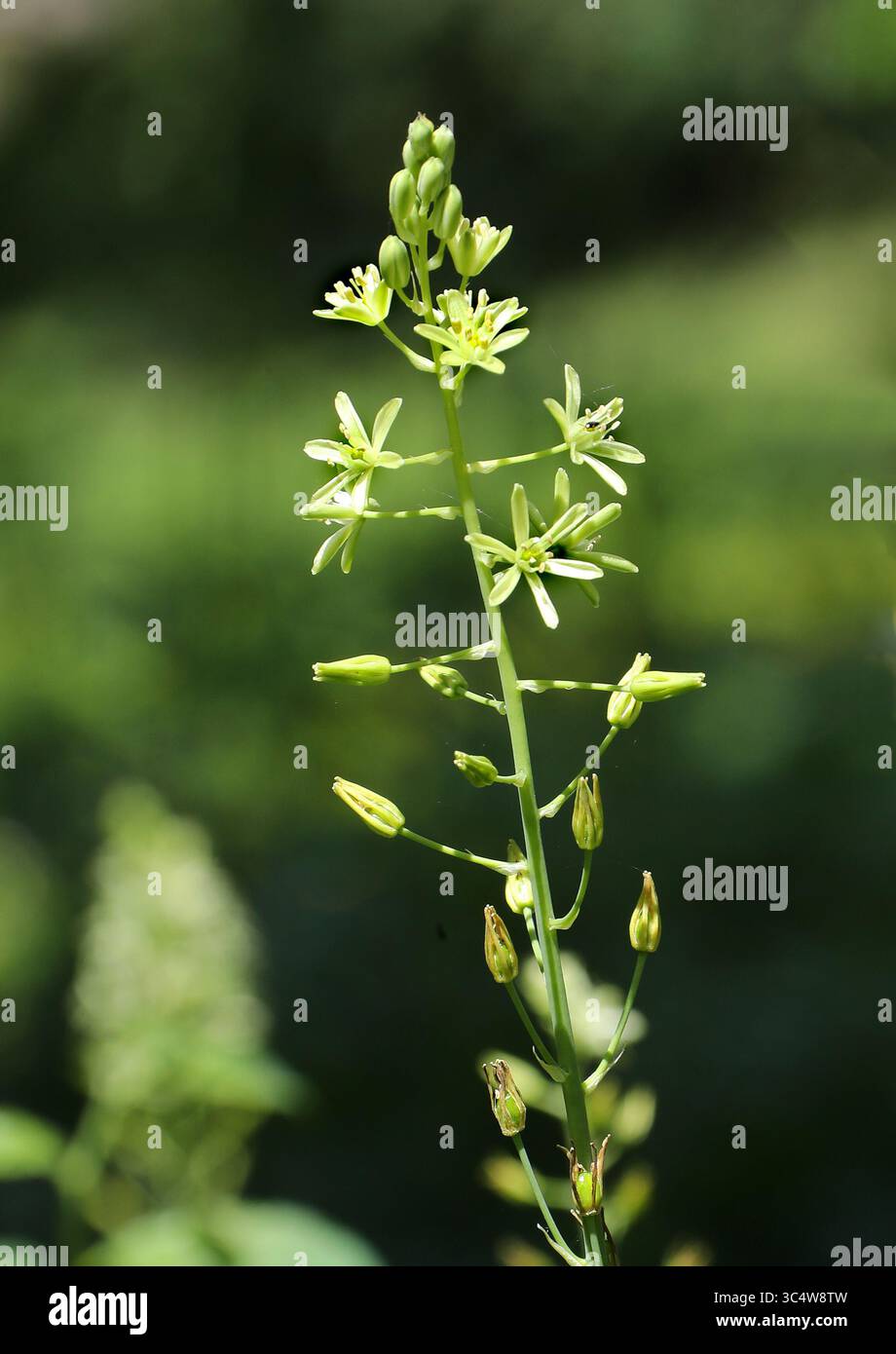 Asperges prussiennes, asperges sauvages, asperges de bain, étoile de Bethléem des Pyrénées, ou étoile à pointes de Bethléem, Ornithogalum pyrenaicum, asparagacées. ROYAUME-UNI Banque D'Images