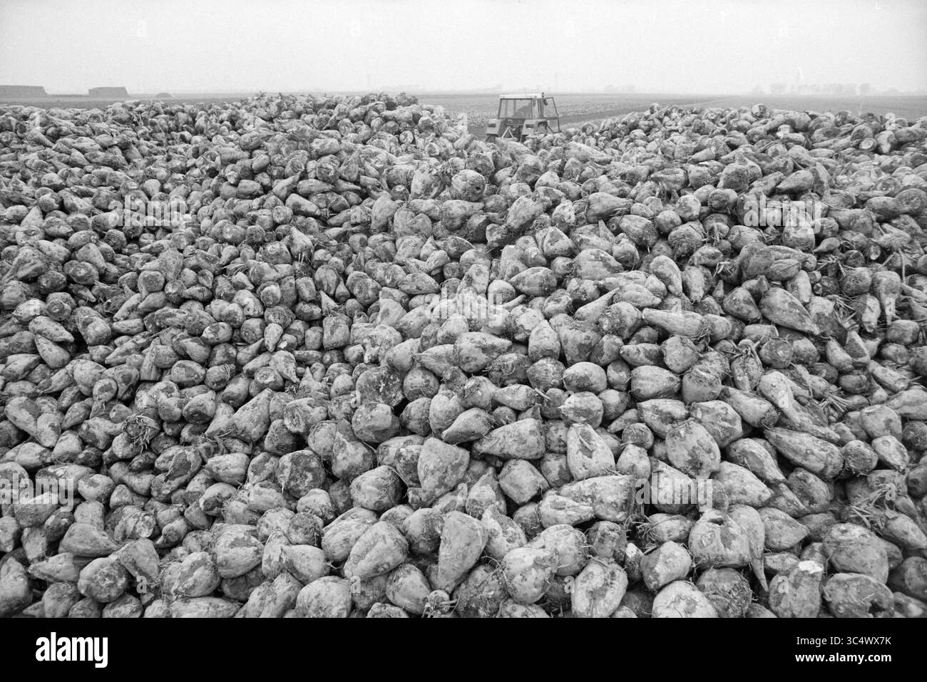 Betteraves à sucre, 28-10-1991 Whizgle News, Dutch Desk, pays-Bas, 1950-2000 Un vaste champ est rempli de monticules de betteraves récoltées, créant un paysage accidenté de textures terreuses. En arrière-plan, un tracteur est visible, indiquant une activité agricole en cours au milieu de la prime. Banque D'Images Betteraves à sucre, 28-10-1991 Whizgle News, Dutch Desk, pays-Bas, 1950-2000 Un vaste champ est rempli de monticules de betteraves récoltées, créant un paysage accidenté de textures terreuses. En arrière-plan, un tracteur est visible, indiquant une activité agricole en cours au milieu de la prime. Banque D'Images