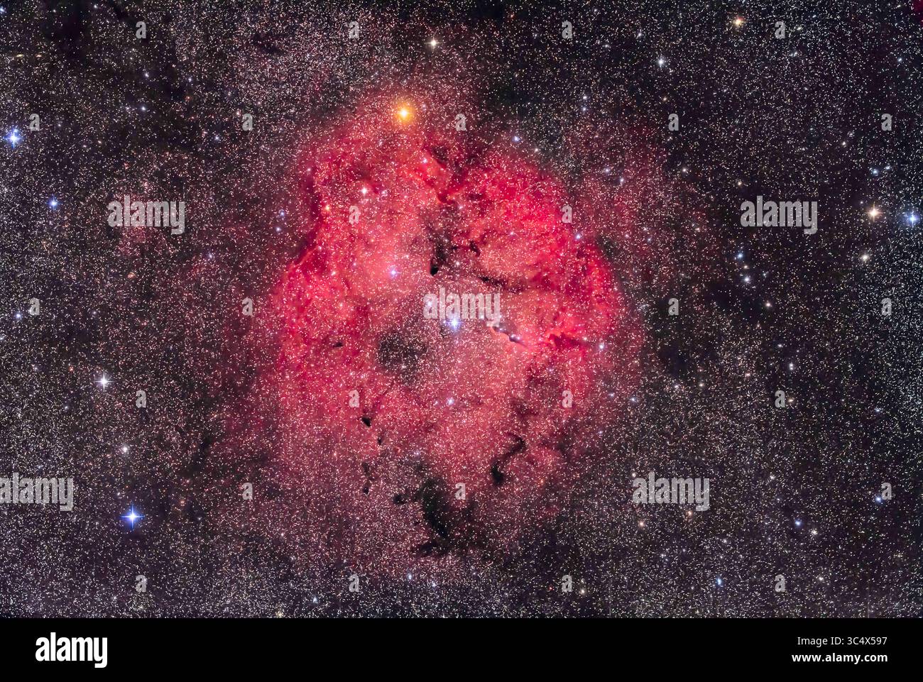 5 septembre 2018 - Alberta, Canada - la grande région de formation d'étoiles de la IC 1396 à Céphée, prise le 5 septembre 2018 depuis chez elle dans le sud de l'Alberta. Le champ large comprend l'étoile orange vif Mu Cephei, ou Garnet Star de Herschelâ€™, en haut. La nébuleuse du tronc d'éléphant est au centre. Le nord est en haut. ..il s'agit d'une pile de 7 expositions : 5 x 6 minutes à ISO 1600 avec un filtre de réduction de la pollution lumineuse LPS et 2 x 5 minutes à ISO 1600 sans filtre LPS, le tout avec l'Astrographe Borg 77mm f/4 et Canon 5D MkII modifié par filtre. J'ai effectué une mise au point entre les clichés filtrés et non filtrés, et j'ai enregistré le Banque D'Images