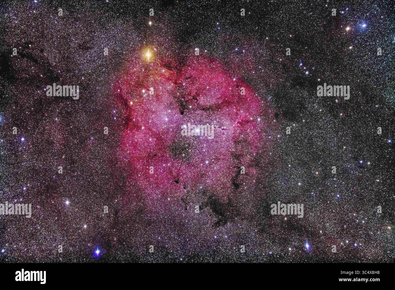 4 septembre 2018 - Alberta, Canada - la grande région de formation d'étoiles de la IC 1396 à Céphée, prise le 4 septembre 2018 depuis chez elle dans le sud de l'Alberta. Le champ large comprend l'étoile orange vif Mu Cephei, ou Garnet Star de Herschelâ€™, en haut à gauche. La nébuleuse du tronc d'éléphant est juste au centre. Le nord est en haut. ..il s'agit d'une pile de 9 poses : 5 x 4 minutes à ISO 1600 et 4 x 8 minutes à ISO 800, le tout avec l'Astrographe Borg 77mm f/4 et Canon 5D MkII modifié par filtre, un vieux mais très excellent appareil photo ! Avec la distance focale de 300 mm et la caméra plein format, le champ est d'environ 7Â° par 4Â°. ..Star Banque D'Images