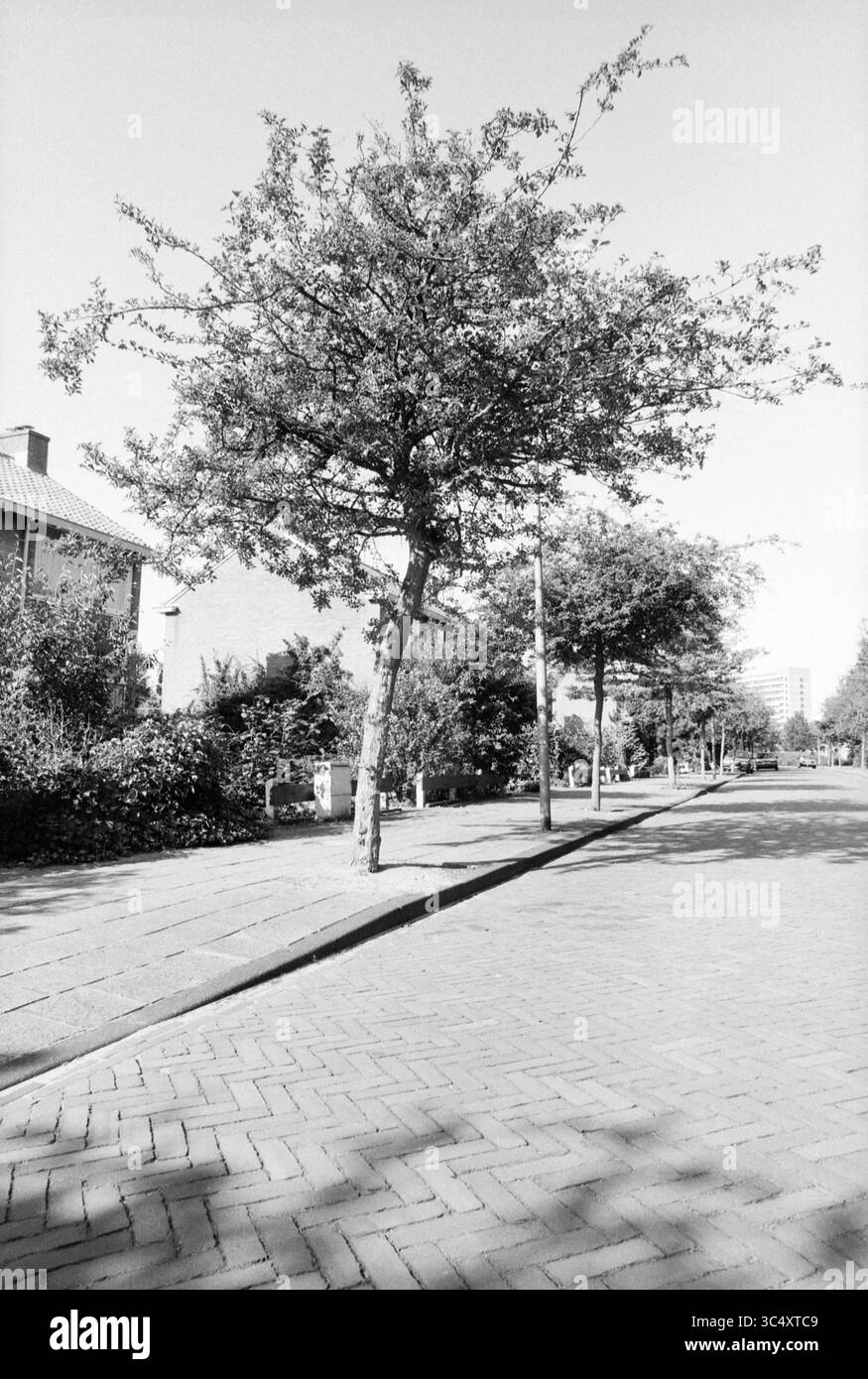 Brucken Focklaan Heemstede dans le cadre de l'abattage d'arbres, routes, construction de routes, plantation de routes, Heemstede, Brucken Focklaan, pays-Bas, 16-08-1988 Whizgle News, Dutch Desk, pays-Bas, 1950-2000 Une rue calme bordée d'arbres minces, leurs feuilles bruissant doucement dans la brise. Les charmantes maisons au feuillage riche créent une atmosphère de banlieue paisible, tandis qu'un ciel clair se profile au-dessus de vous, laissant entendre par une chaude journée. Le chemin de briques mène plus bas, invitant à l'exploration. Banque D'Images