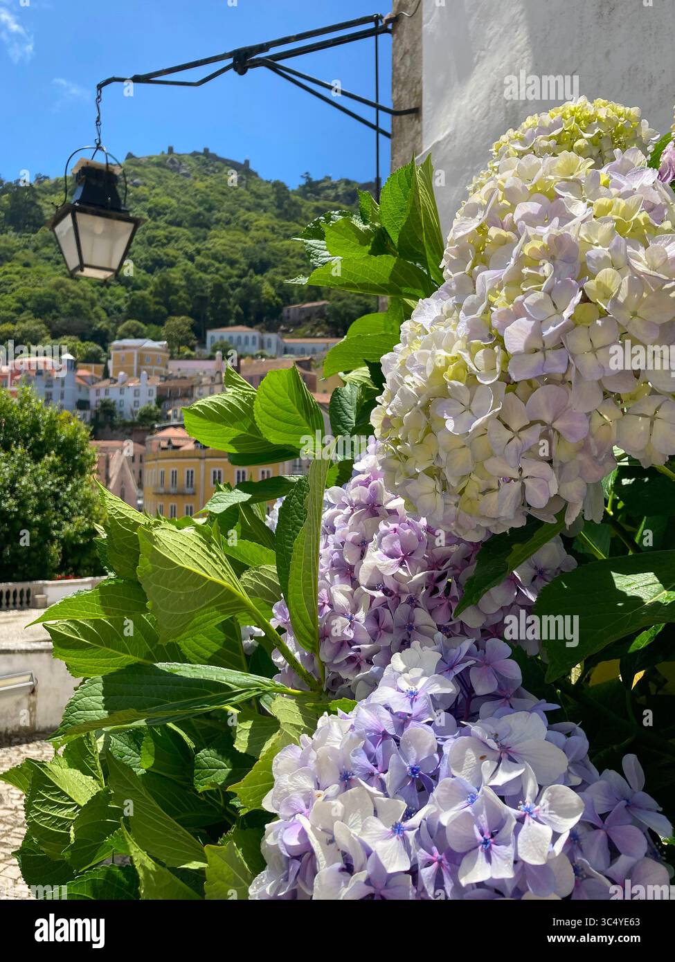 Des hortensias colorées fleurissent sur fond de toits de tuiles à Sintra. Banque D'Images