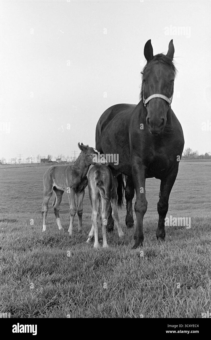 Cheval avec deux poulains, 00-05-1964 Whizgle News, Dutch Desk, pays-Bas, 1950-2000 Un cheval majestueux se dresse de manière protectrice à côté de ses jeunes poulains, qui se blottissent avec plaisir contre leur mère dans un champ herbeux serein. Banque D'Images