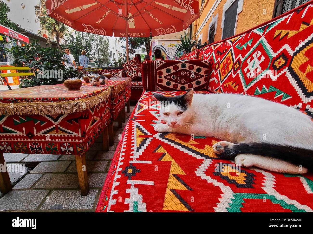 Chats des rues d'Istanbul, Turquie Banque D'Images