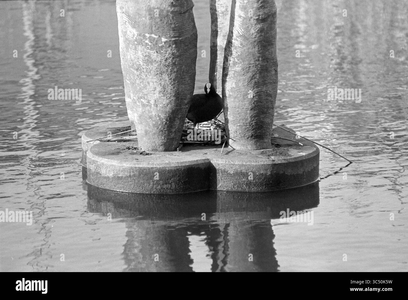 Coot Velserbroek, Velserbroek, 26-02-1995 Whizgle News, Dutch Desk, pays-Bas, 1950-2000 Un oiseau se dresse près d'un petit nid sur une plate-forme circulaire, encadrée par deux grandes structures abstraites s'élevant de l'eau, leurs reflets chatoyant à la surface. Banque D'Images