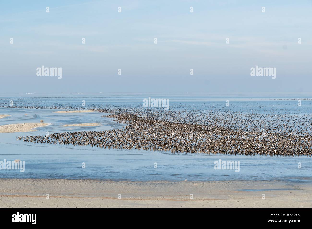 Grand troupeau de canards colverts le long du Grand Lac Salé dans l'Utah. Banque D'Images