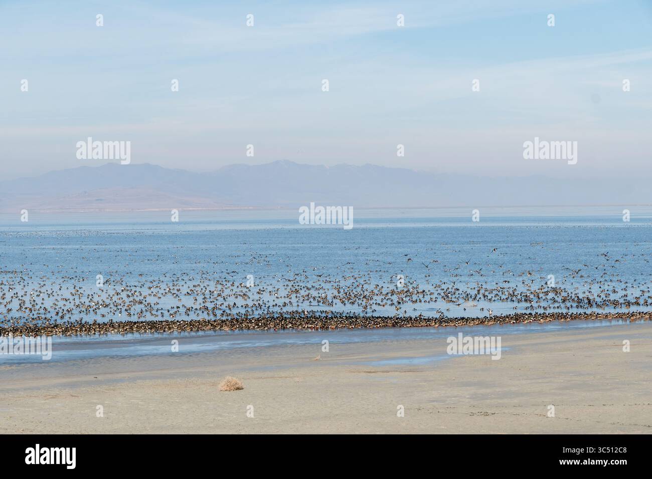 Grand troupeau de canards colverts le long du Grand Lac Salé dans l'Utah. Banque D'Images